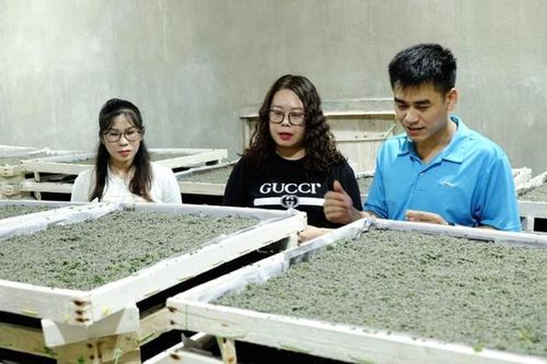 Bỏ phố về quê nuôi con nhả ra thứ 'quý như vàng', anh nông dân nhẹ nhàng kiếm 45 tỷ đồng/năm