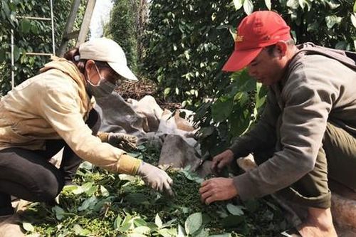 Xuất khẩu một loại gia vị quen thuộc, 9 tháng Việt Nam thu gần tỷ USD