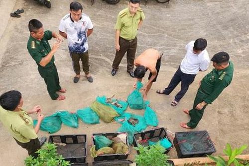 Xử phạt người đàn ông vận chuyển 17 cá thể động vật quý hiếm