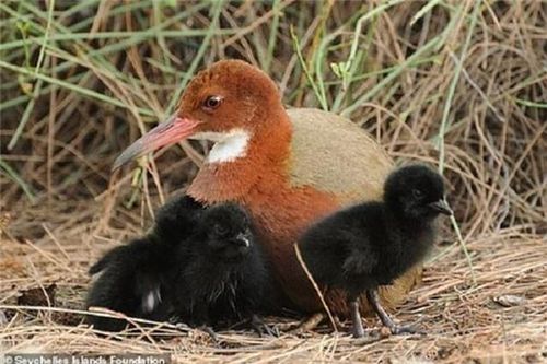 Loài vật quý hiếm tuyệt chủng 136.000 năm bỗng 'hồi sinh' thần kỳ, ngoại hình gây sửng sốt