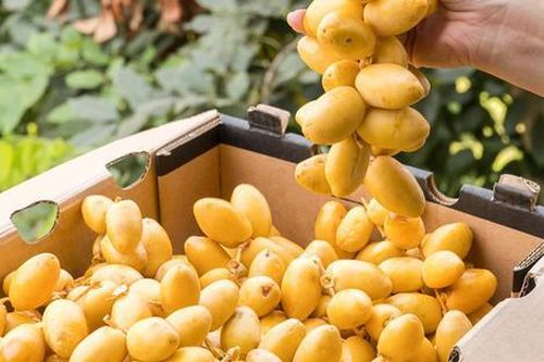 Loại quả xưa ít ai ăn, giờ thành đặc sản được ưa chuộng vì bổ dưỡng, 300.000 đồng/kg