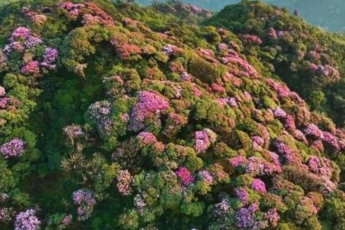Lai Châu: Tháng 11 sẽ diễn ra lễ hội PuTaLeng với chủ đề 'Về miền Đỗ Quyên'