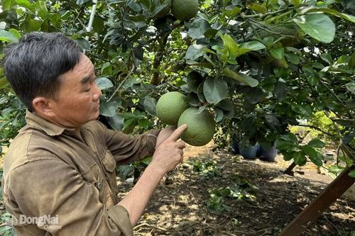 Nông dân thấp thỏm với mùa trái cây Tết