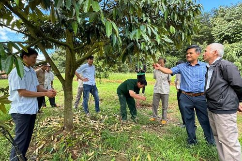 Ia Grai: Tập huấn kỹ thuật trồng, chăm sóc cây sầu riêng
