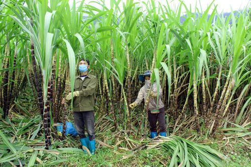 Mở rộng diện tích trồng mía