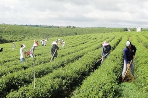 Bảo Lâm: Duy trì mức tăng trưởng cao hơn so với cùng kỳ