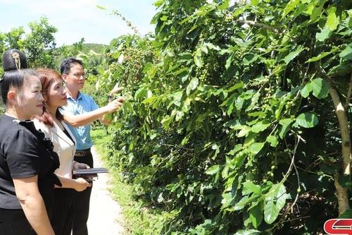 Chiềng Chung sản xuất cà phê theo hướng bền vững