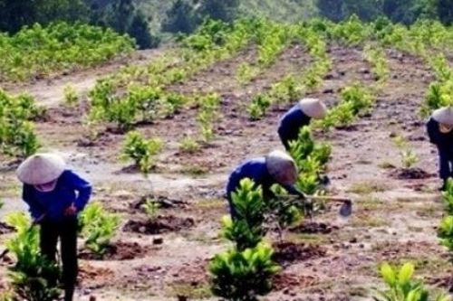 Công bố Quy hoạch Lâm nghiệp quốc gia thời kỳ 2021 - 2030, tầm nhìn đến năm 2050