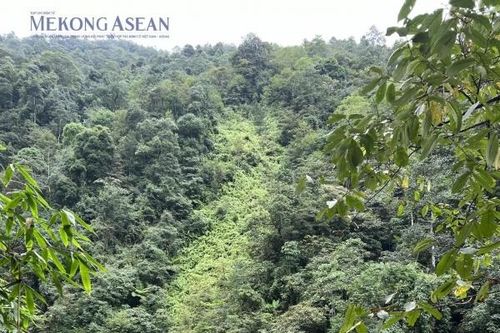 Phê duyệt Quy hoạch lâm nghiệp: Làm rõ những vướng mắc về đơn giá hỗ trợ trồng rừng