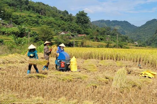 Hạ Lang tổng sản lượng lương thực ước đạt hơn 23.944 tấn