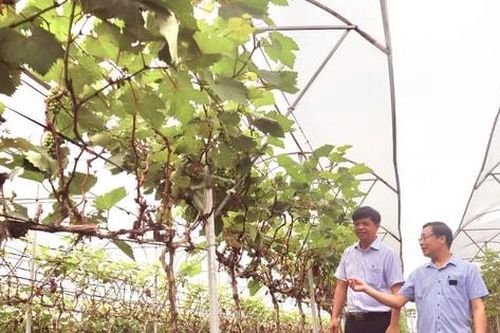 Đan Phượng sáng tạo trong xây dựng nông thôn mới