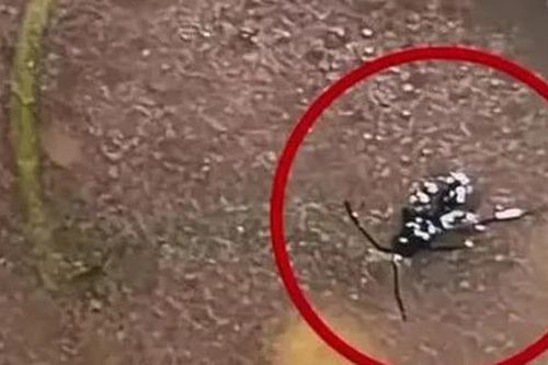 Vụ sinh viên Bách Khoa ăn cơm canh thừa: Khuyến cáo về căn bệnh cực kỳ nguy hiểm