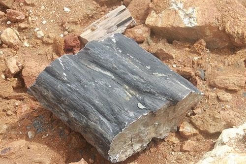 Phát hiện hiếm có: Hóa thạch gỗ gần 300 triệu năm tuổi
