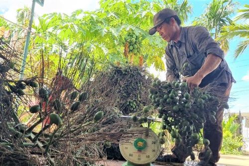 Giá cau tăng kỷ lục