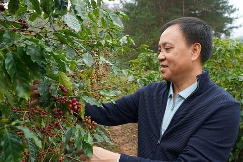 Dấu ấn của doanh nhân Phan Minh Thông trong hành trình phát triển cà phê bền vững tại Sơn La