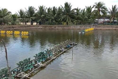 Quy định mức xử phạt hành vi không sử dụng đất trồng cây lâu năm, đất nuôi trồng thủy sản