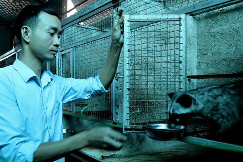 Lợi nhuận cao từ mô hình nuôi chồn hương sinh sản ở Nghệ An