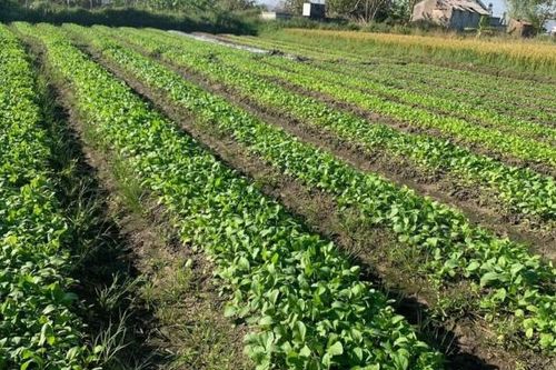 Hà Nội: Giá rau vẫn đắt đỏ, nông dân nỗ lực hồi sinh rau màu sau bão