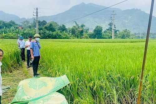 Lào Cai: Khởi tố đối tượng bất cẩn làm 2 phụ nữ bị điện giật tử vong