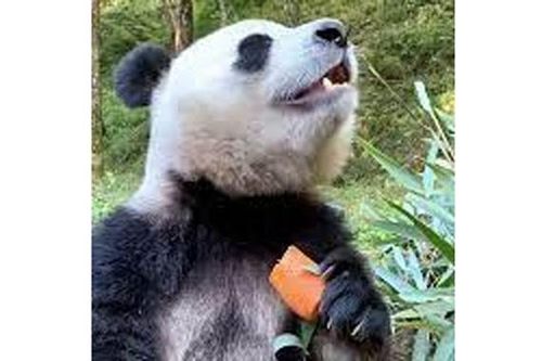 Hơn 100 con gấu trúc Mỹ vây kín nhà dân đòi ăn