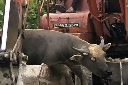 Nhiều con trâu tại một xã ở Thừa Thiên-Huế bị chết với triệu chứng lạ