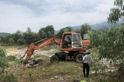 Nhiều con trâu bị chết do bệnh ở Lộc Tiến (TT-Huế)