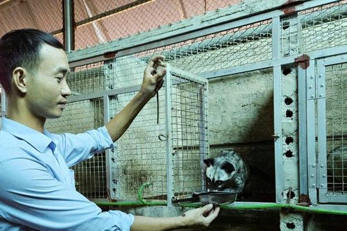 Mô hình nuôi chồn sinh sản lớn nhất nhì tỉnh Nghệ An