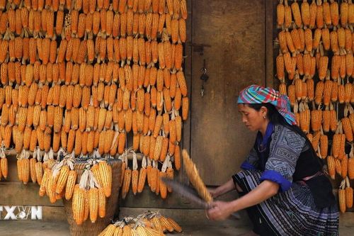 Độc đáo ngôi Nhà ngô Màng Mủ ở vùng cao Mù Cang Chải