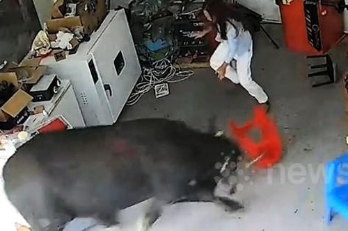 Clip: Trâu điên 'đại náo' đường phố khiến người dân sợ hãi bỏ chạy
