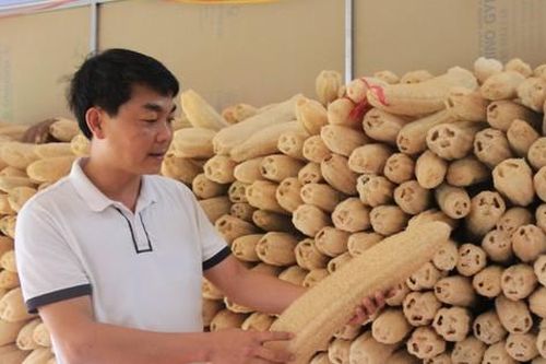 Biến thứ bỏ đi thành 'siêu phẩm', anh giám đốc trao cơ hội làm giàu cho nhiều nông dân