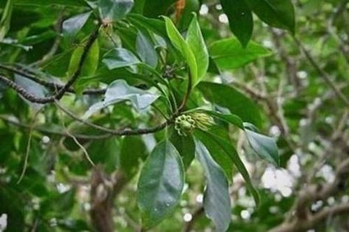 Loài cây kỳ lạ bậc nhất hành tinh, có thể 'sinh con' như động vật, Việt Nam cũng có