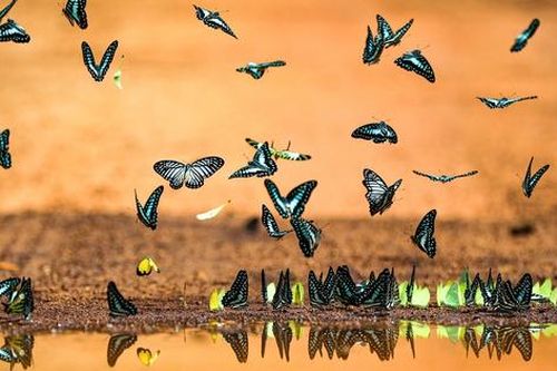 Độc đáo mùa 'săn' bướm ở rừng Mã Đà
