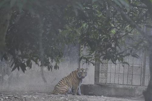 Đàn hổ nuôi nhốt trái phép tại Thanh Hóa đang chết dần