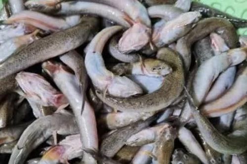 Đặc sản nổi tiếng, chỉ có ở Thanh Hóa, xưa cho lợn ăn, nay xuất khẩu nước ngoài 200.000 đồng/kg