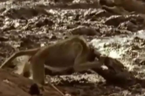 CLIP: Khỉ đầu chó thoát chết ngoạn mục khi bị cá sấu tấn công vào đầu