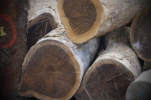 Loại gỗ quý hiếm đang đứng trước nguy cơ tuyệt chủng: Có thể đổi màu, đắt và cứng nhất thế giới