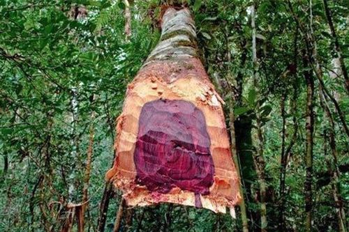 Đi dọn mộ tổ chàng trai phát hiện khúc gỗ kì lạ, định mang về đốt hóa ra lại chính là 'khối vàng lộ thiên'