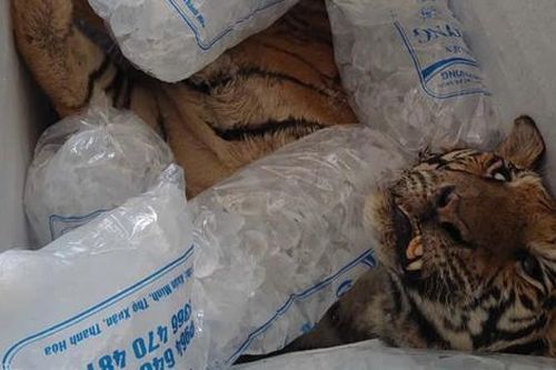 Hai con hổ chết bất thường tại trang trại nuôi nhốt trái phép, cơ quan chức năng vào cuộc