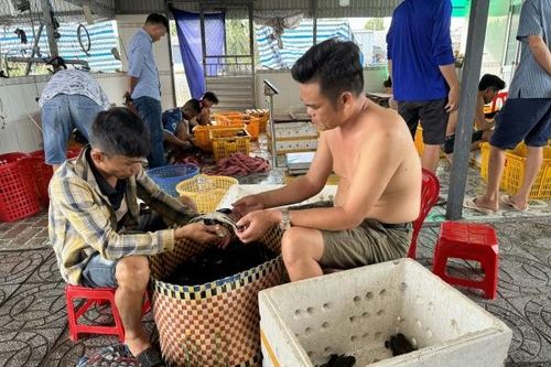 Cà Mau: Nông dân 'đổi đời' nhờ xuất khẩu cua sống sang Trung Quốc tăng mạnh