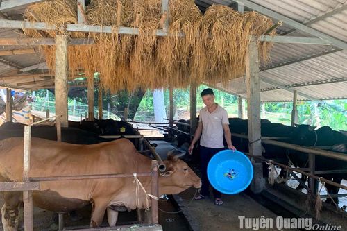 Chủ động phòng, chống đói, rét cho đàn vật nuôi trong mùa đông