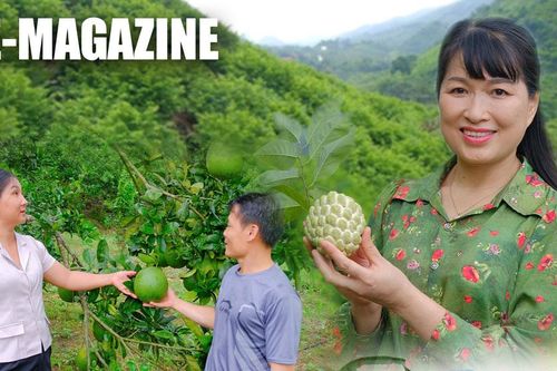 Ươm quả ngọt từ đá núi