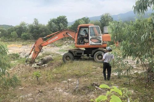 Phú Lộc: Trâu chết ở xã Lộc Tiến do chưa tiêm vắc xin