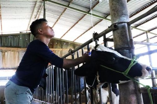 Bồi thường, hỗ trợ người chăn nuôi bò sữa chưa tương xứng với thiệt hại