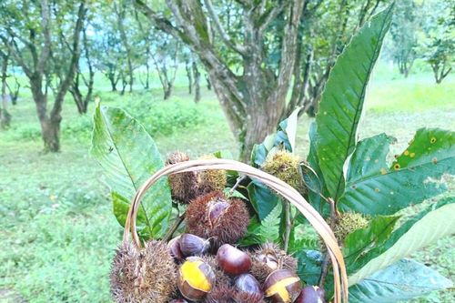 Ngọt bùi hạt dẻ Trùng Khánh