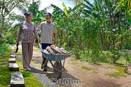 Phủ xanh đất lâm phần