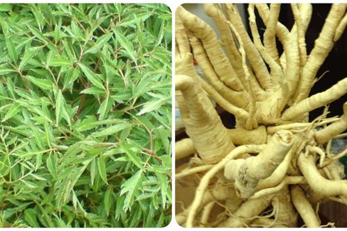 Cây đinh lăng có tác dụng gì