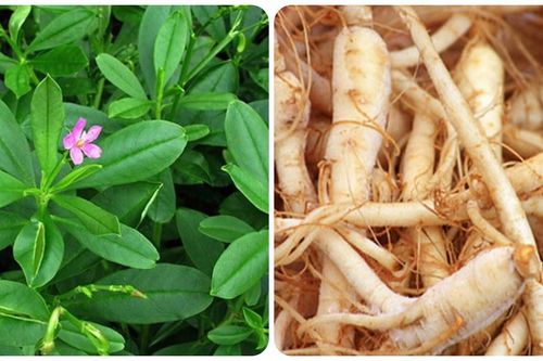 Rau sâm đất có công dụng gì?