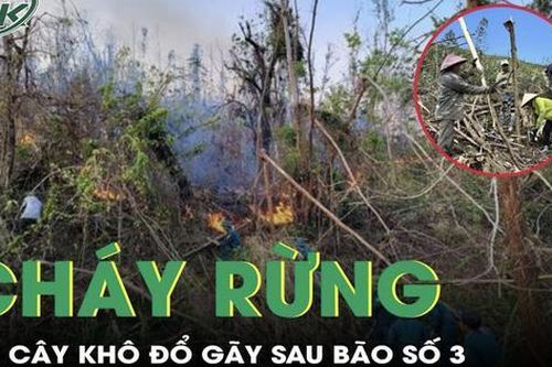 Nguy cơ cháy rừng do cây khô đổ gãy sau bão số 3
