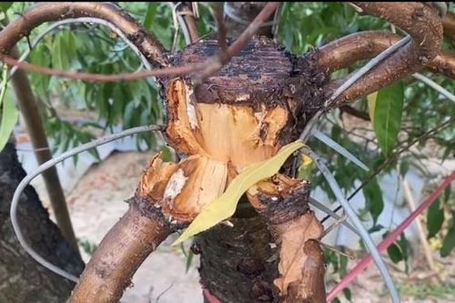 Thủ phạm hủy hoại hàng trăm cây đào thế của người dân huyện Mê Linh đã bị bắt