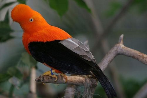 Vẻ ngoài độc đáo của loài chim khiến chúng được chọn là quốc điểu của Peru